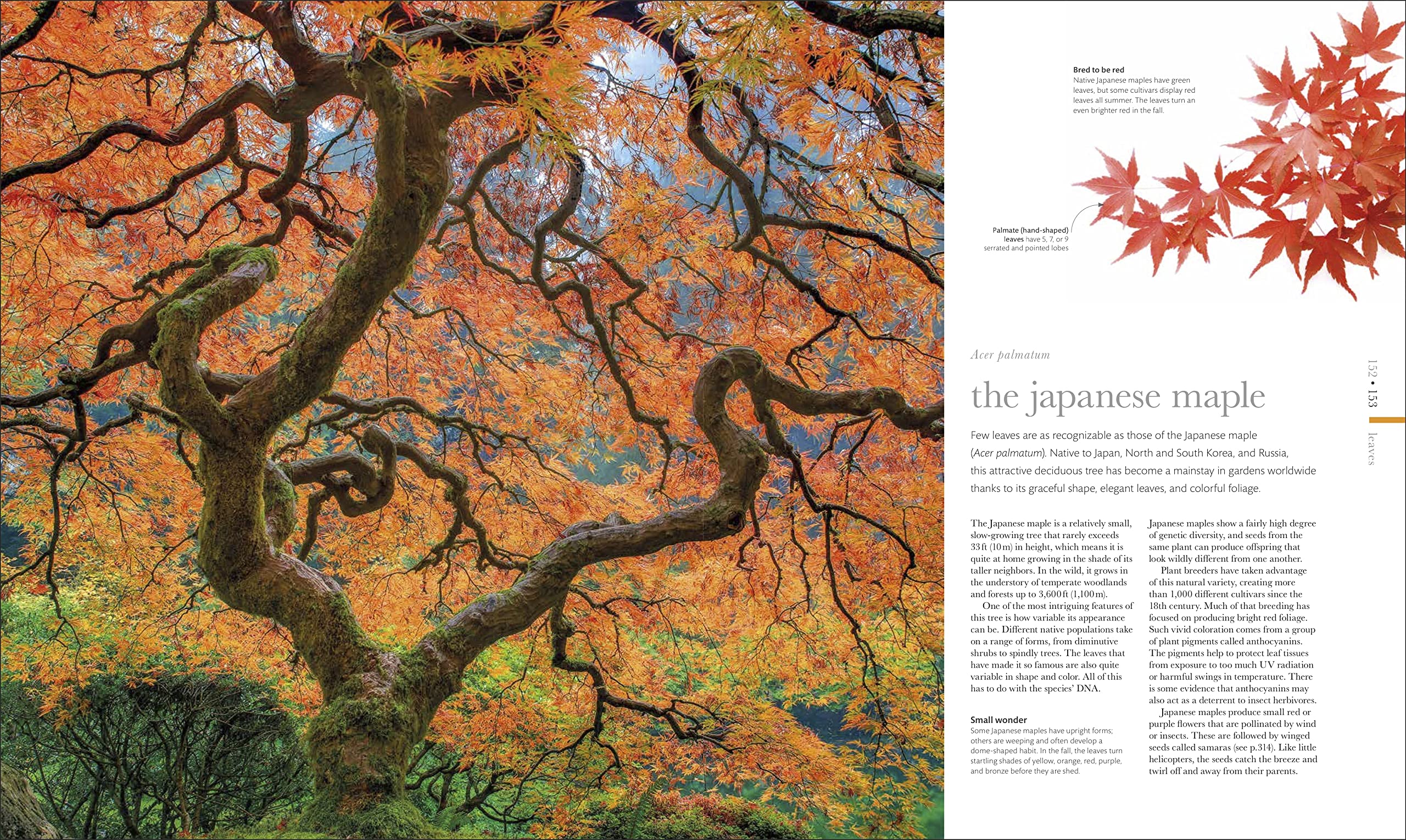 The Science of Plants: Inside Their Secret World (DK Secret World Encyclopedias)