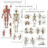 Palace Learning 3 Pack - Muscle + Skeleton + Ligaments of the Joints Anatomy Poster Set - Muscular and Skeletal System Anatom