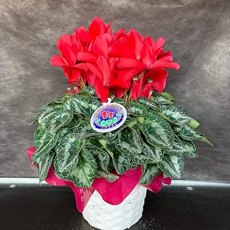 Amazon Co Jp シクラメン 赤 鉢花5号鉢 Shopマルハナ 御歳暮 花 鉢植え 誕生日 お祝い クリスマス プレゼント フラワー 花 冬 フラワーギフト ホーム キッチン
