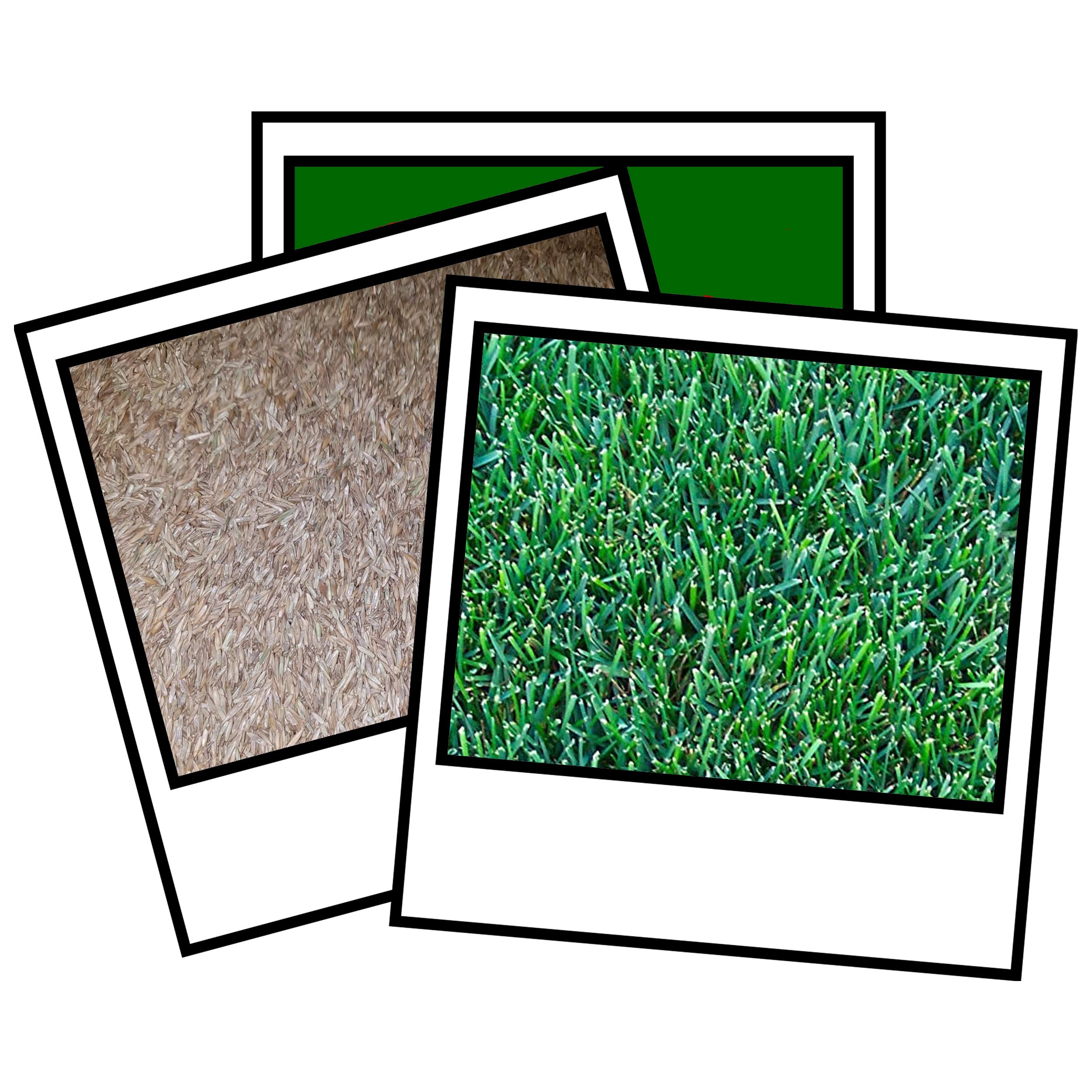 1Kg Park Drought Grass Seed Mix with Kentucky Bluegrass for a Drought Resistant Lawn, Great for Dry Soil