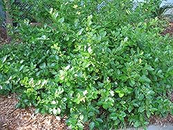 Greenwood Nursery: Live Ground-Cover Plants