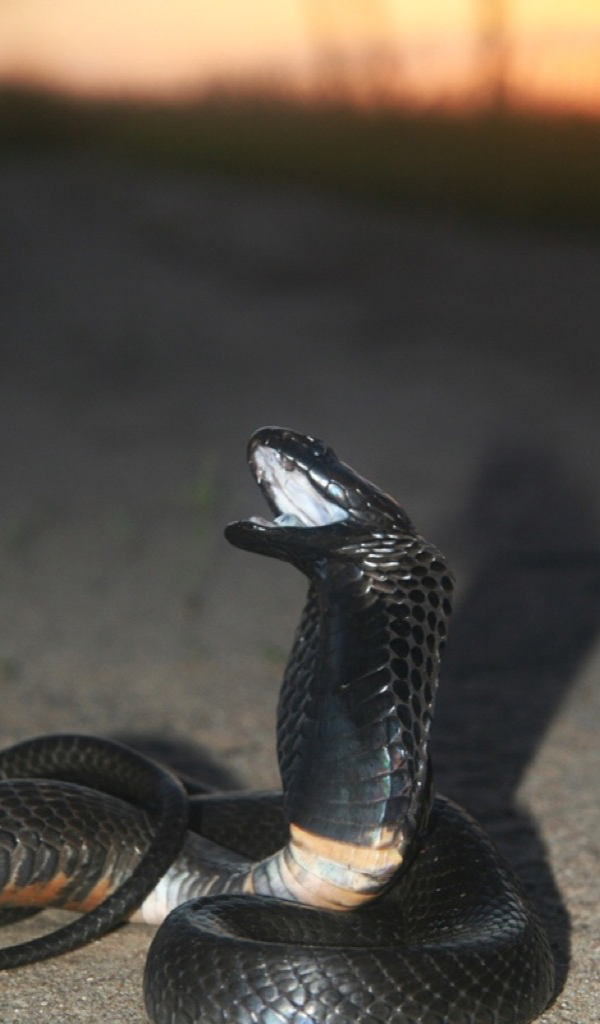 Cobra Snake Wallpaper Hd Wallpapers Of Cobra Snakes Amazon Co Jp Appstore For Android