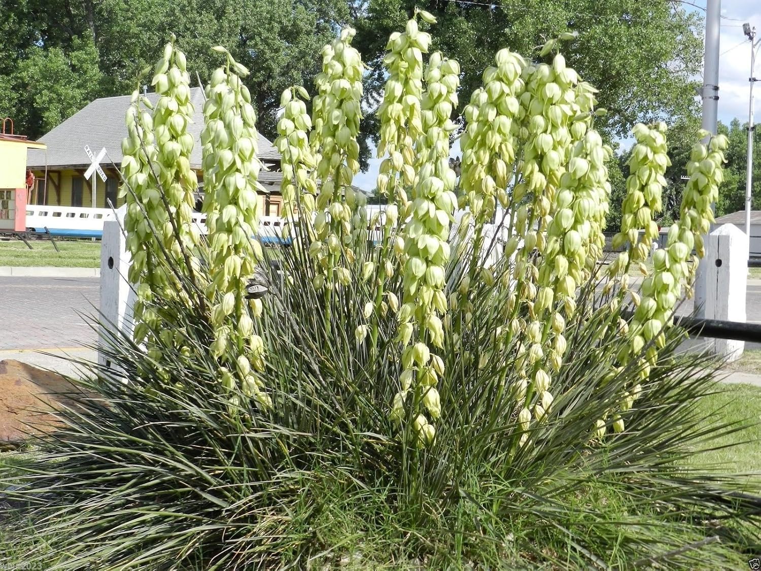 DROUGHT TOLERANT,Edible Fruits,Yucca baccata ! 20 SEEDS Banana yucca