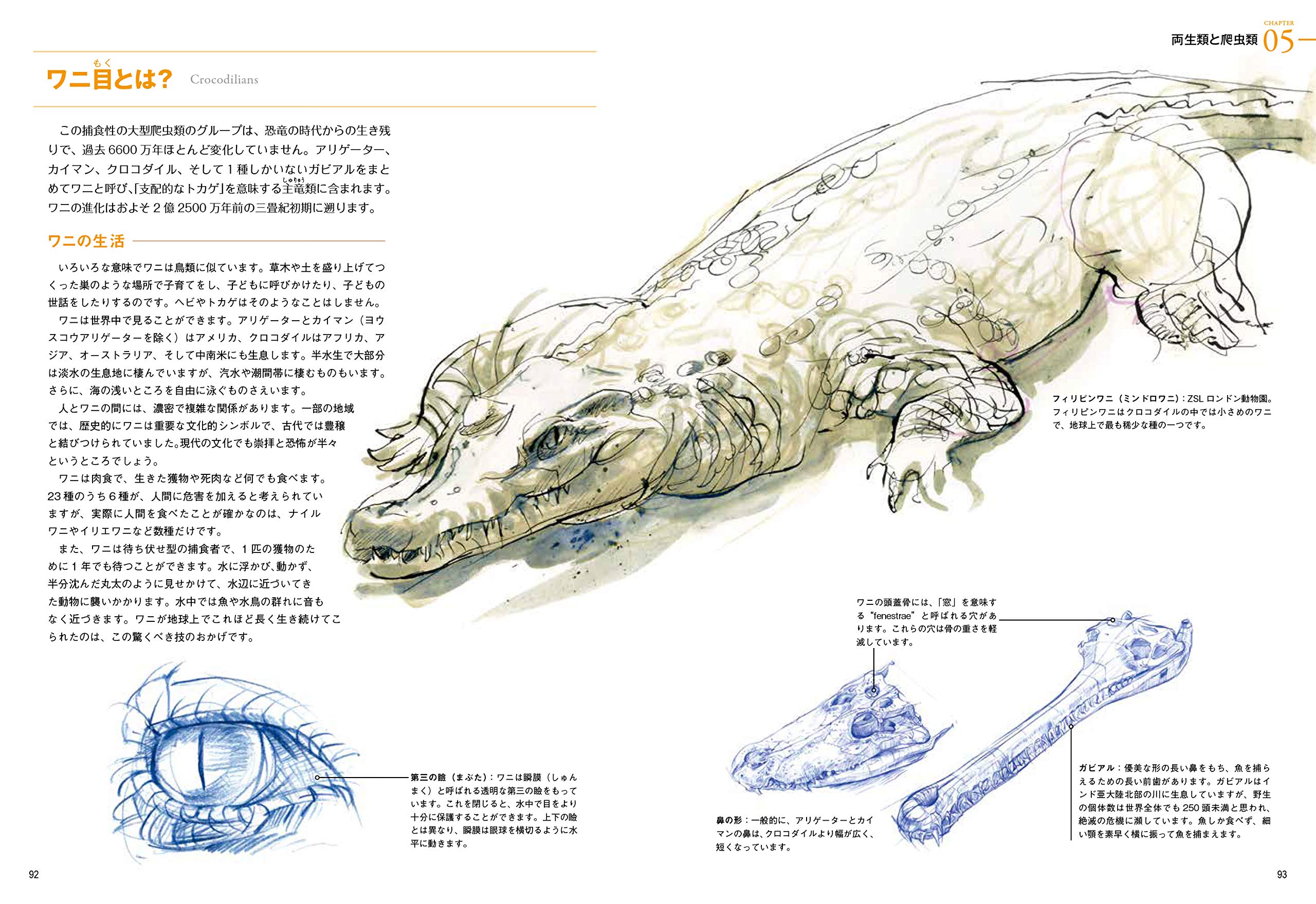 Amazon Fr 野生動物の描き方 生物の体の構造と仕組みをわかりやすく解説 Livres