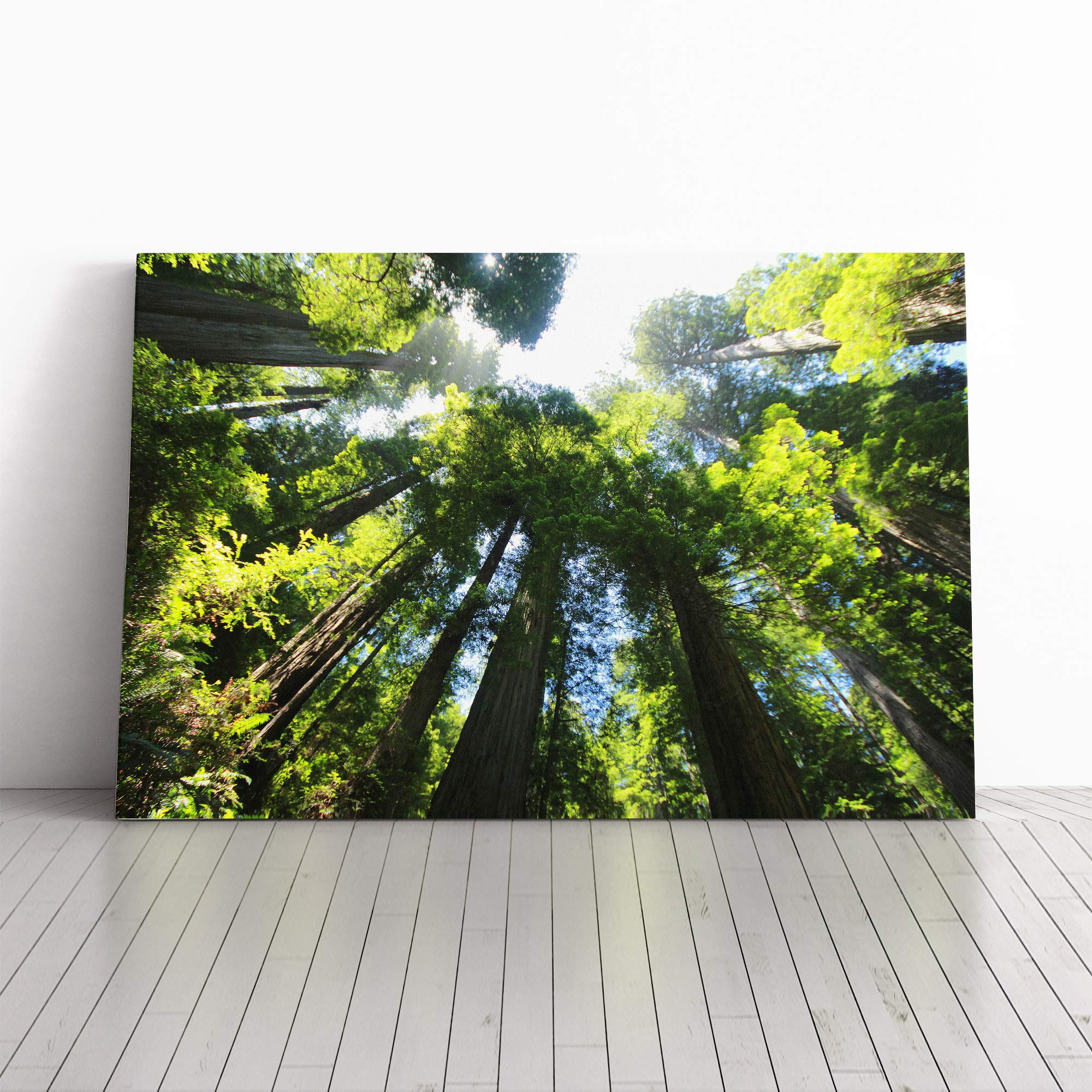 Sequoia Redwood Tree Forest Canvas Print | Gallery Wrapped 30mm Frame Wall Art | 20x14 inches | Ready to Hang | Modern Landscape Picture | Living Room Bedroom Lounge Office
