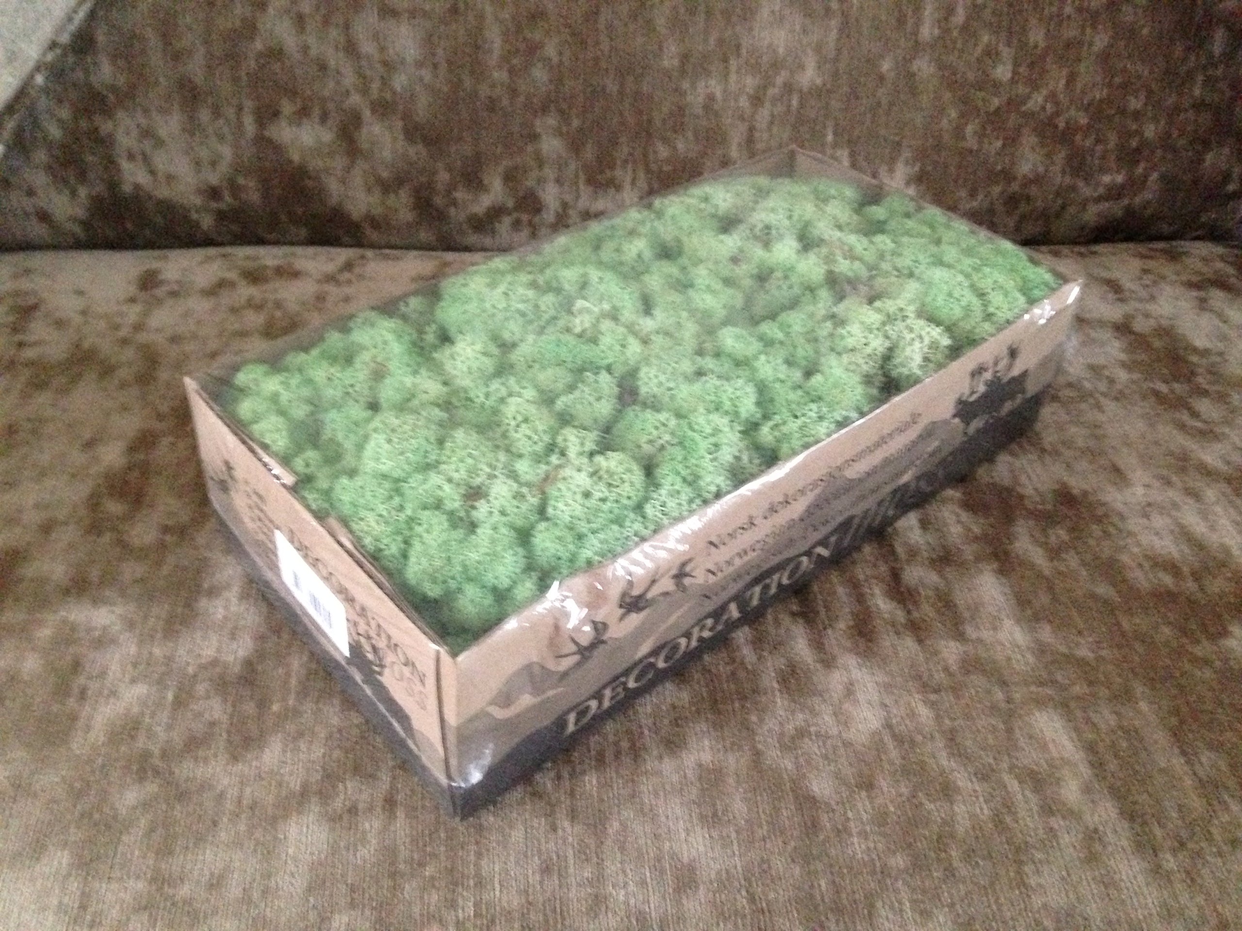 Icelancic moss mit green Decoration Reindeer moss