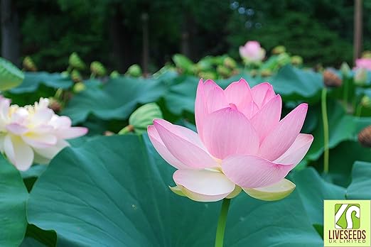 Liveseeds Bonsai Lotus Bowl Lotus Pond Eau Lily Fleur
