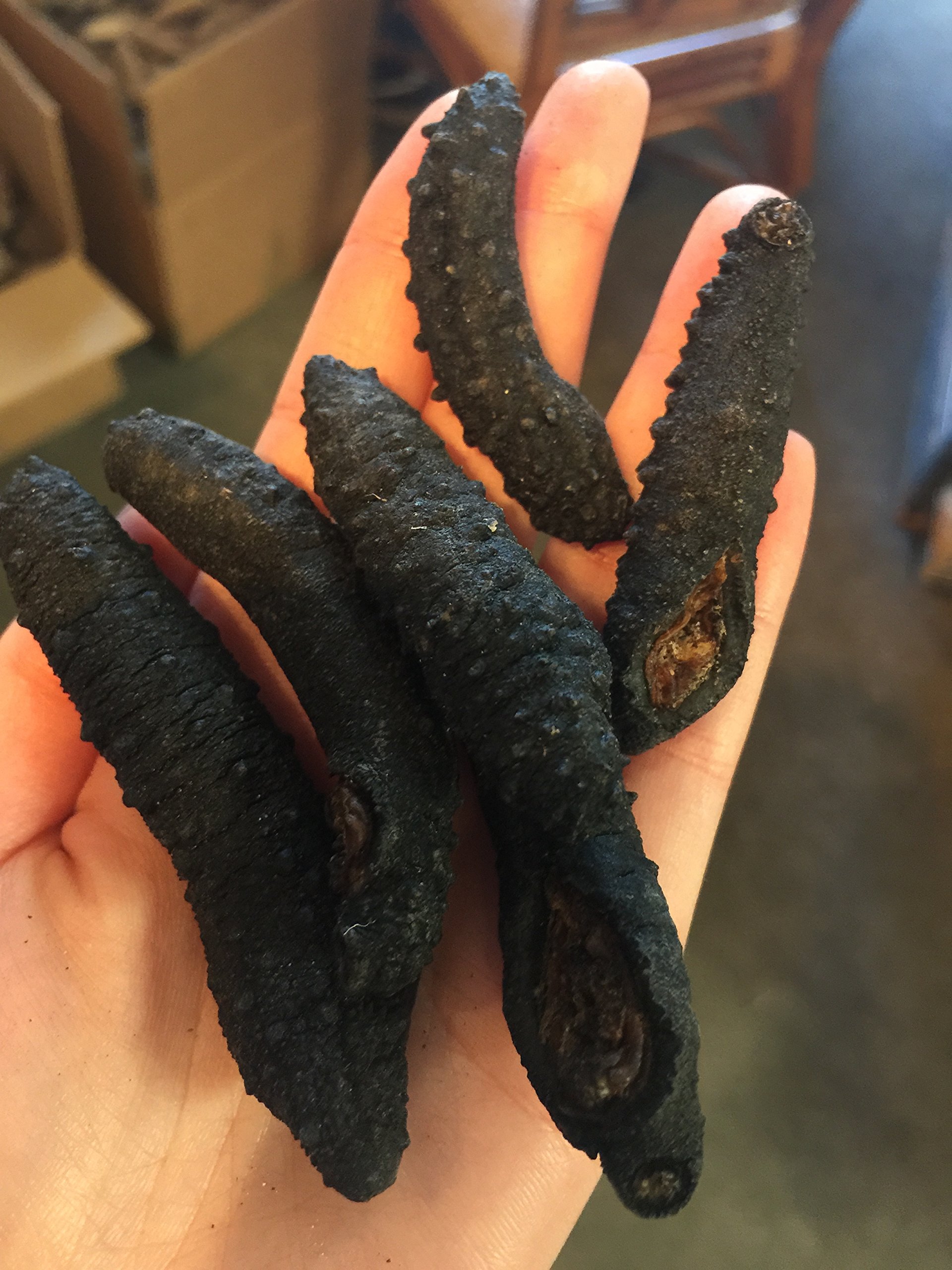 ERLIN sea Cucumber Natural Sun Dried Holuthuria Mexicana