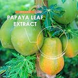 Alpha01 Organic Papaya Leaf Extract 12000mg 90 Capsules Vegan view 4