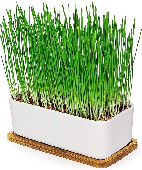 Pfotenolymp Herbe A Chat A Planter Produit Ecologique Sans Bpa Marque Allemande Herbe A Pfotenolymp Herbe A Chat A Planter Produit Ecologique Sans Bpa Marque Allemande Herbe A