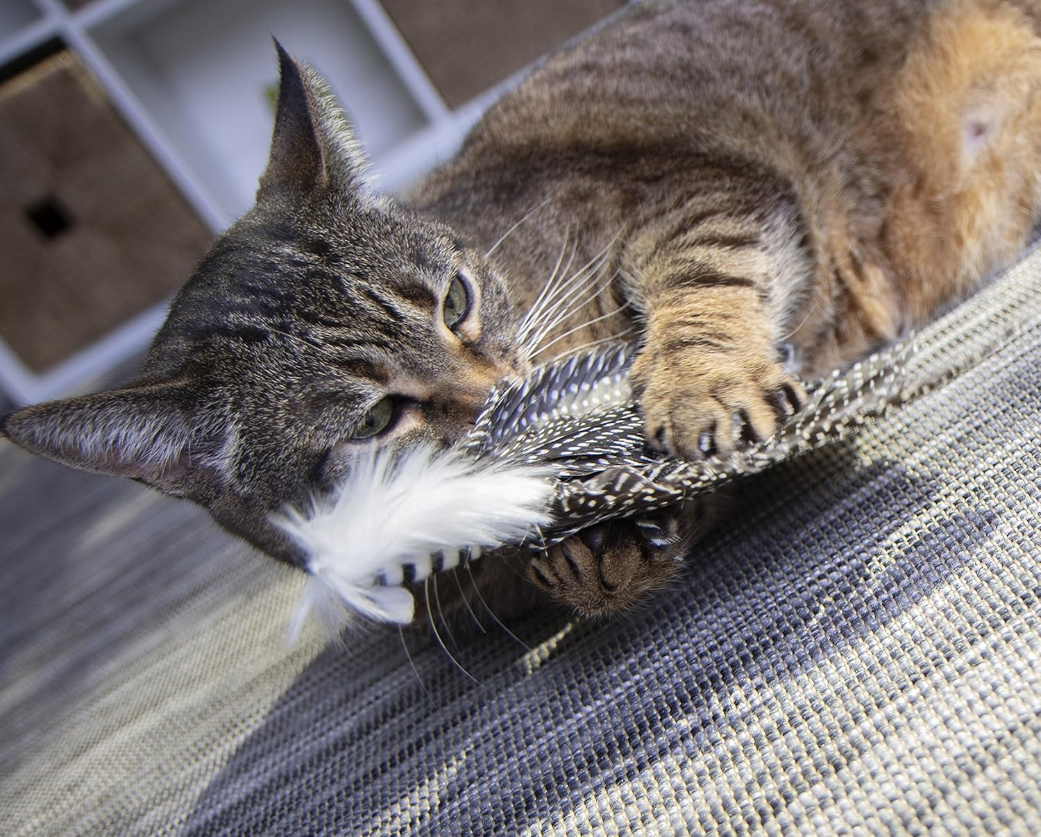 Petlinks HyperNip Catnip Cat Toys : Pet Supplies