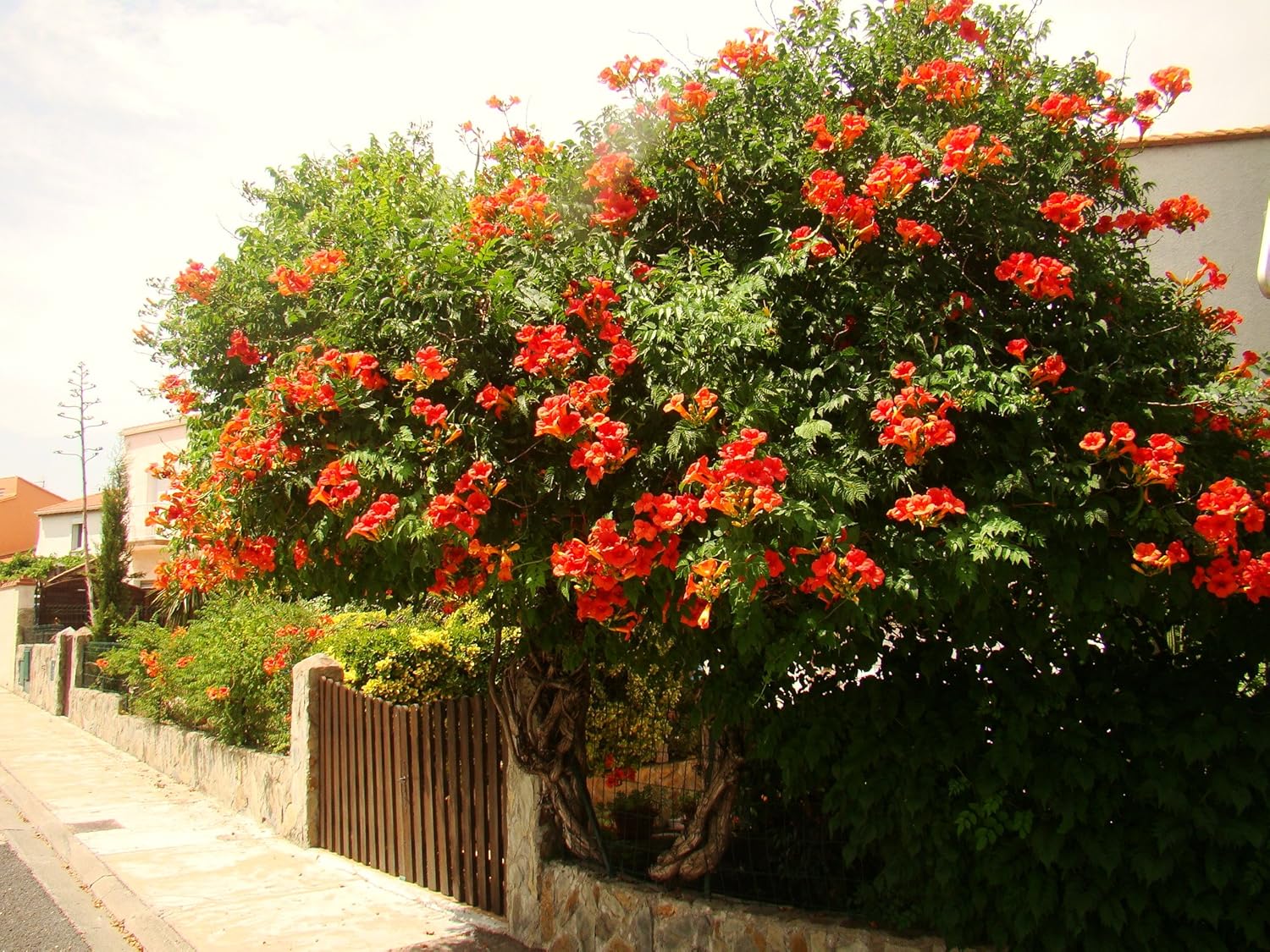 Trumpet Vine Campsis radicans Vigorous Climber, Orange OR red Trumpet