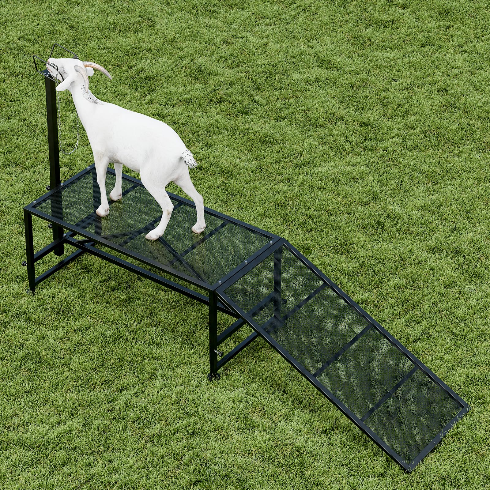 Belinova Metal Trimming Stand for Sheep Goat Milking Stand with a Ramp ...