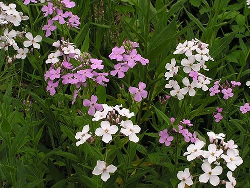 200+ semi di Dame's Rocket-B646-Hesperis Matronalis-Perenne appariscente - Italia