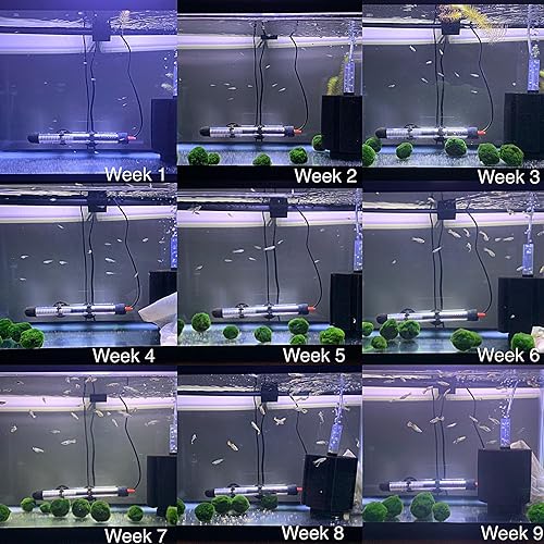 Lighting for Fish Fry Color: Enhance Vibrancy with Perfect Glow