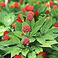 Outsidepride Panax Ginseng Seeds - 20 Pcs. Perennial, Low Maintenance & Shade-Tolerant, Herb Seeds for Planting Slow-Growing White Blooms with Thick, Fleshy Roots for Versatile Uses & Herb Gardens
