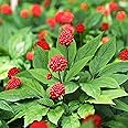 Outsidepride 10 Seeds Perennial Panax Asian, Chinese or Korean Ginseng Herb Garden Seeds for Planting