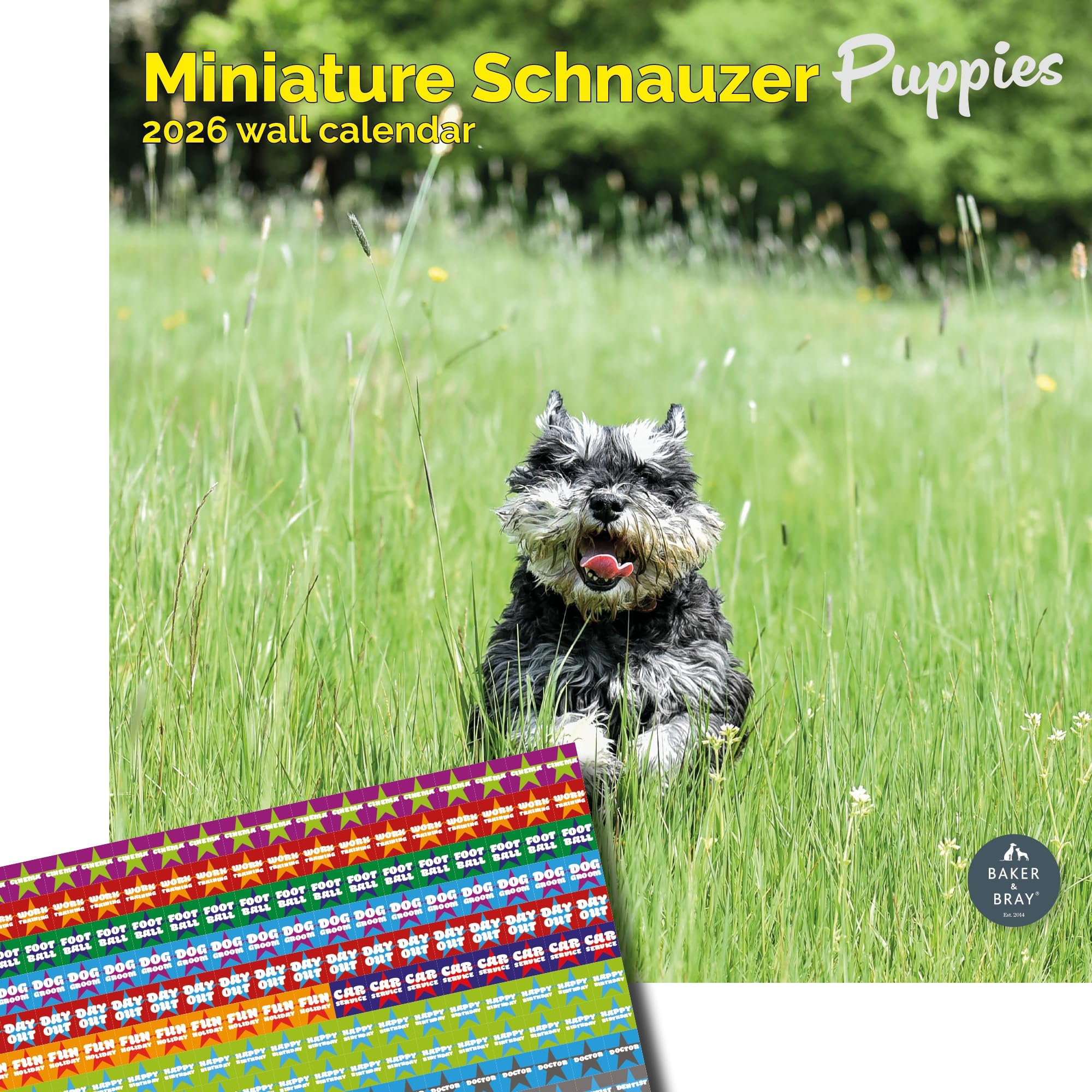 Baker and Bray Miniature Schnauzer Puppies Calendar 2026, Large Square Wall Calendar With Organisational Stickers, 16 Month, Miniature Schnauzer Puppies Gift Dog Calendar
