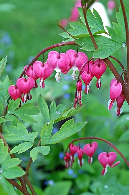 Image%20result%20for%20beautiful%20rose