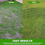 GroundMaster Ground Master Premium Lawn Grass Seed 10KG Hard Wearing view 5