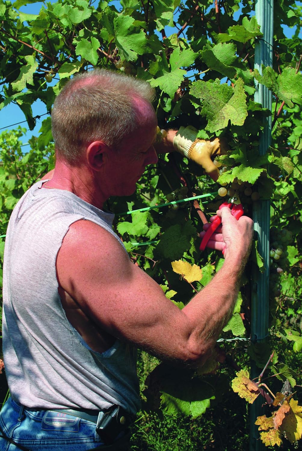 Felco Pruning Shears (F 310) - High Performance One-Hand Garden Pruners - F-310 : Hand Pruners : Garden & Outdoor