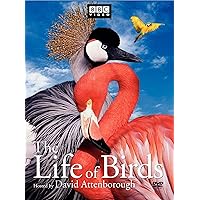 The Life of Birds