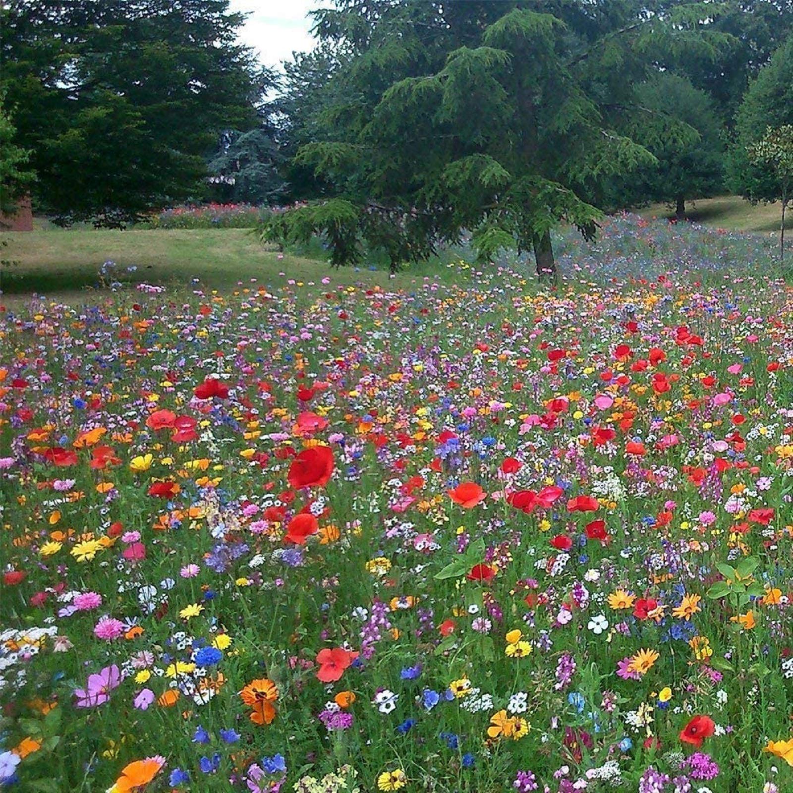 50/50 Meadow Wild Flower Seeds All Soil Types by Pretty Wild Seeds UK 50/50 Mix 27 (500g)