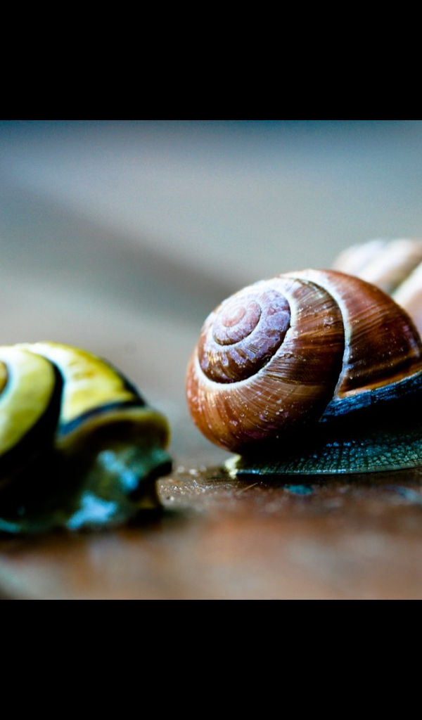 cute snail Wallpaper HD Wallpapers of cute snails! Amazon.ca