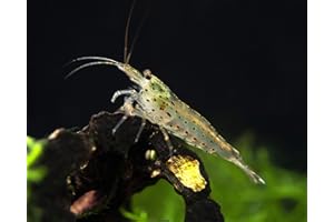 Aquatic Arts 5 Amano Shrimp | Live Freshwater Aquarium Clearer | Real Living Nano Fish Kit | Natural Glass Clearing Dwarf Caridina | Live Shrimp