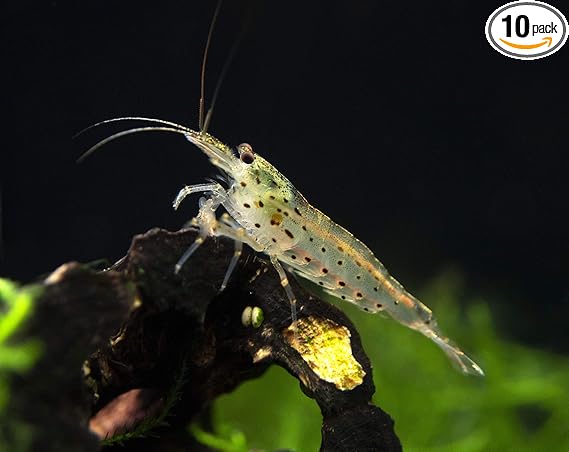 aquarium shrimp online