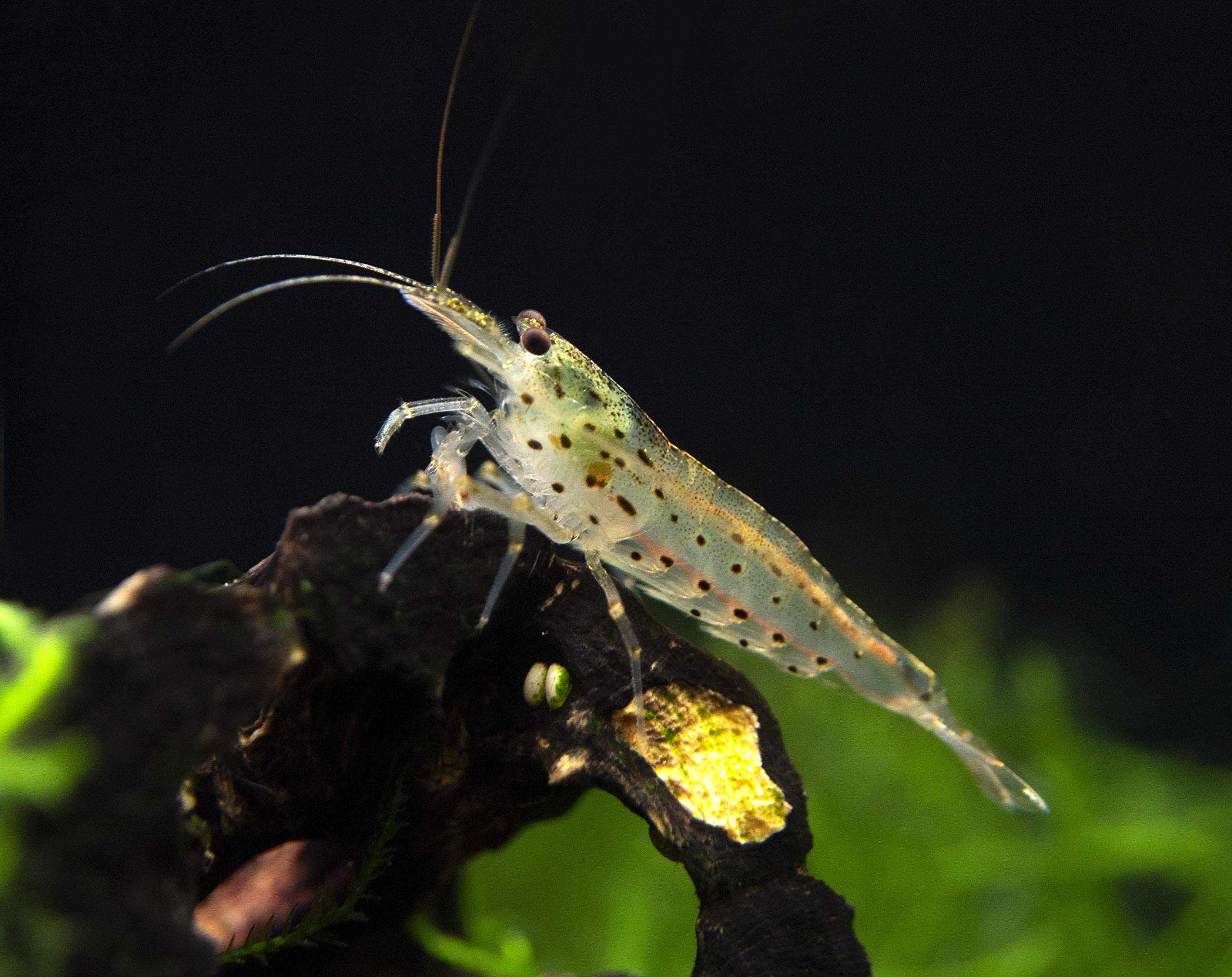 Aquatic Arts 5 Amano Shrimp Live Freshwater Aquarium Algae Cleaner