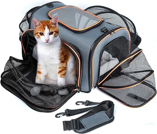cat airline carrier