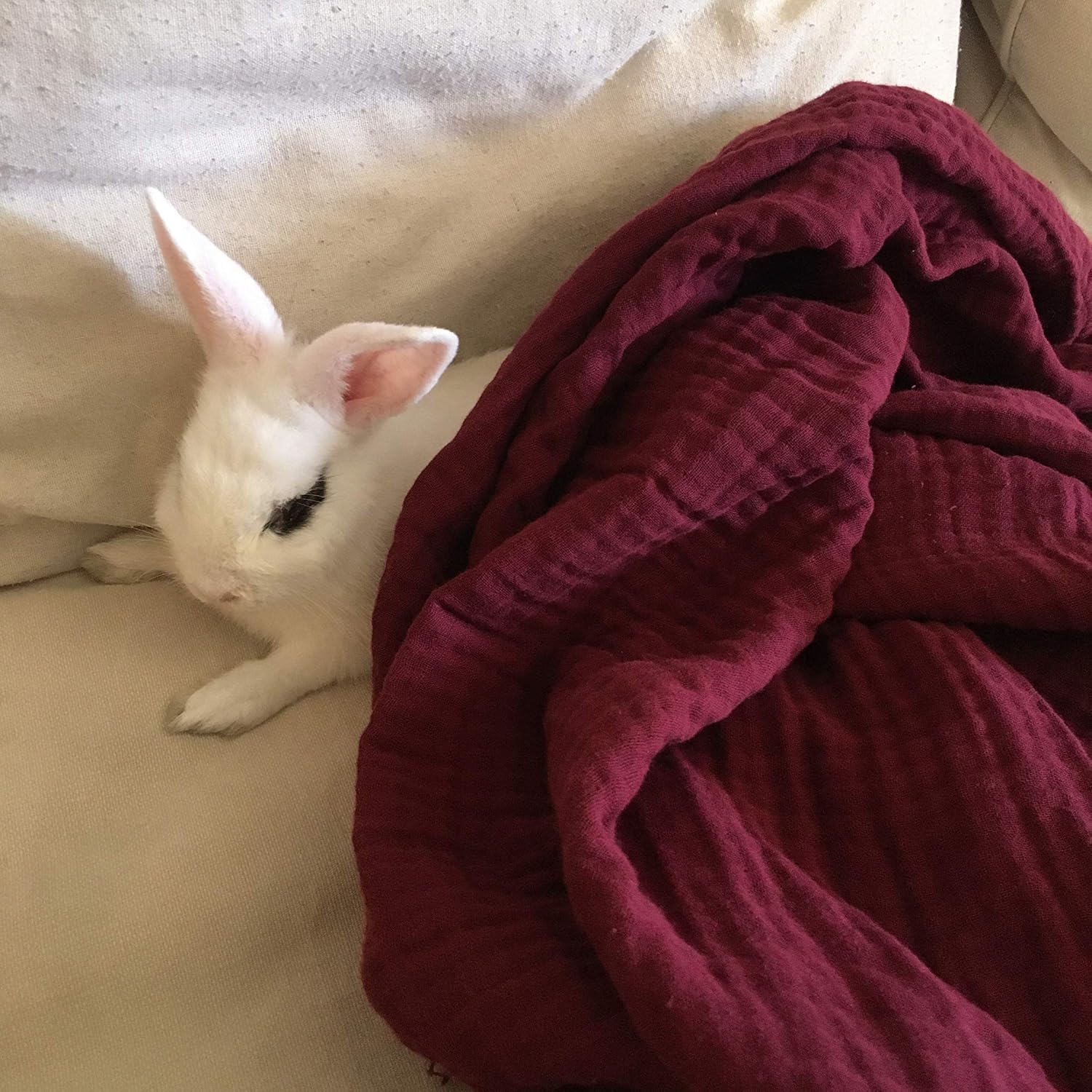 100% Organic Muslin Cotton Throw Blanket for Couch, Adult Kids, 4 Layers Pre-Washed Natural Dyed Yarn, Breathable Soft, Cozy, Warm, Lightweight Bed Blanket for Summer, All Season (55"x60" Burgundy): Kitchen & Dining