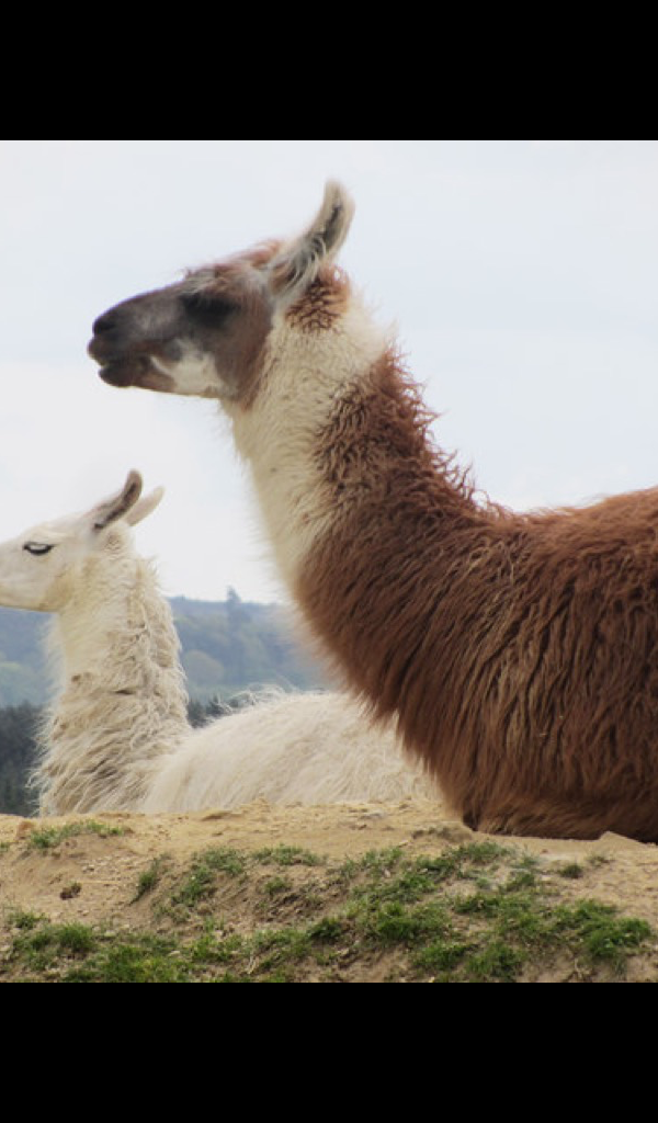Llama Wallpaper HD Wallpapers of for
