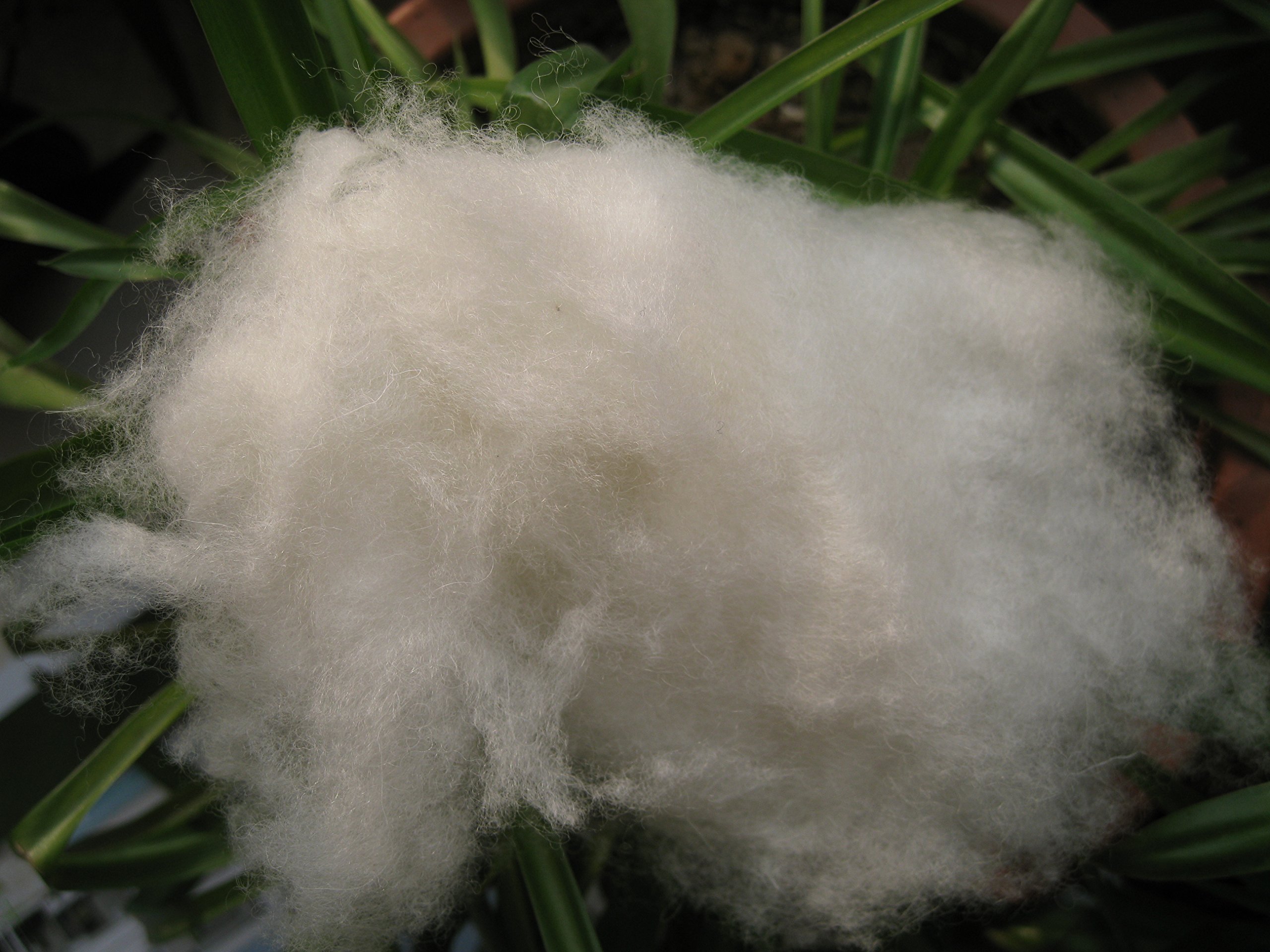 iMongol- Carded Lambs Wool Stuffing Batting for Needle Felting, Knitted Toys, Crafts, Bright Creations, Pillow Filler, Stuffed Animals, Cushions,Super Clean Fine, Natural White(1oz, Combed Wool)