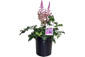 GREEN PROMISE FARMS Astilbe chinensis 'Visions' (Chinese Astilbe) Perennial, raspberry pink flowers, #2 - Size Container
