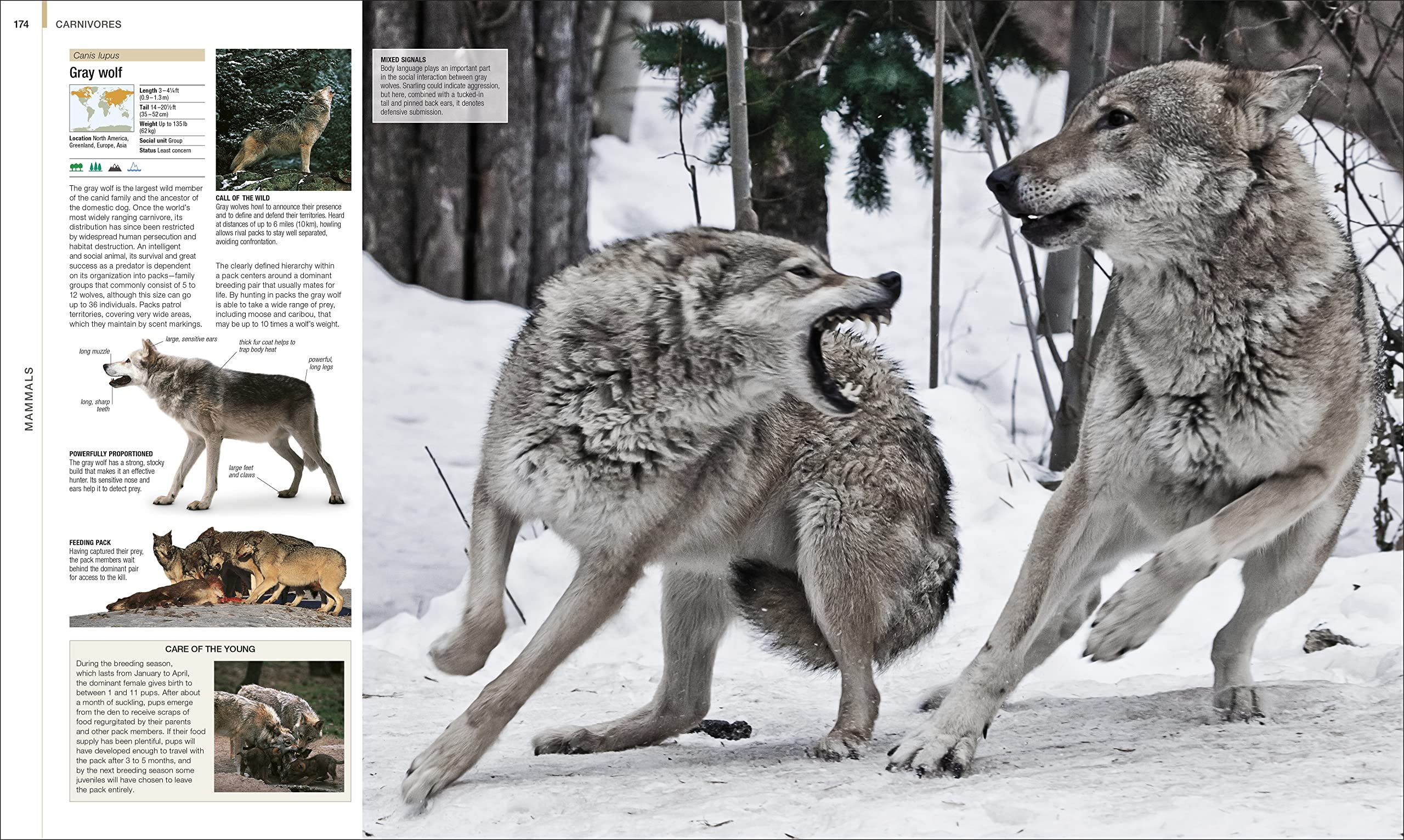 Mua Animal: The Definitive Visual Guide (DK Definitive Visual ...