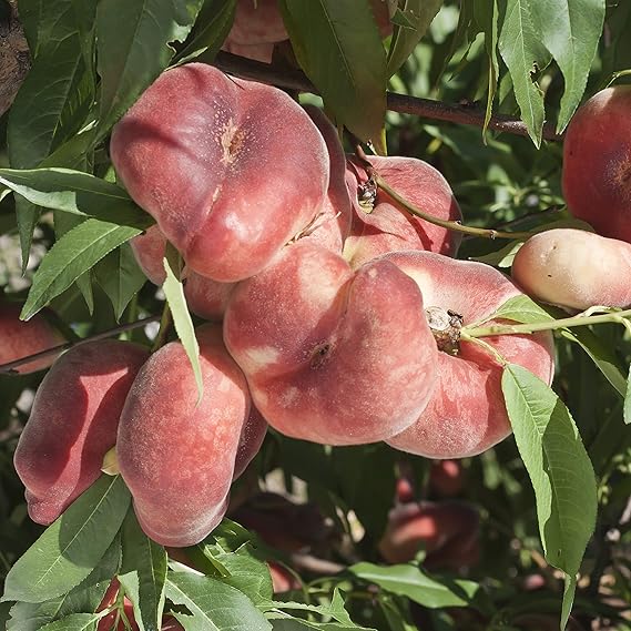 YouGarden Donut Peach 'Saturn' 5L Pot Plants, Green Amazon.co.uk