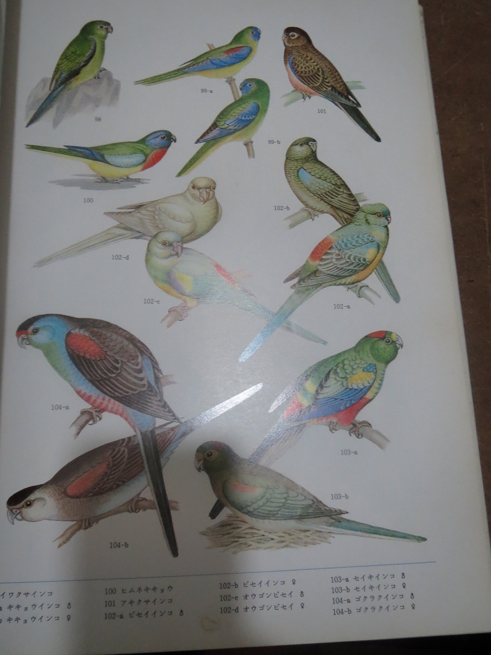 世界のオウムとインコの図鑑 1975年 本 通販 Amazon