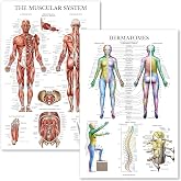 Palace Learning 2 Pack - Muscular System Anatomy Poster + Dermatomes Anatomical Chart (LAMINATED, 18" x 24")