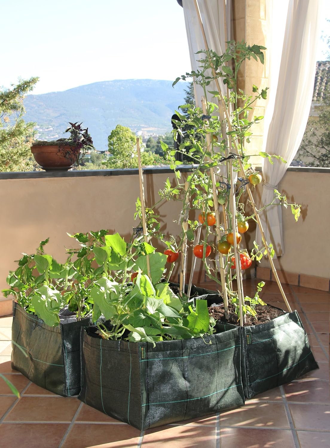 Minihuerto hortalizas V454530: Amazon.es: Jardín