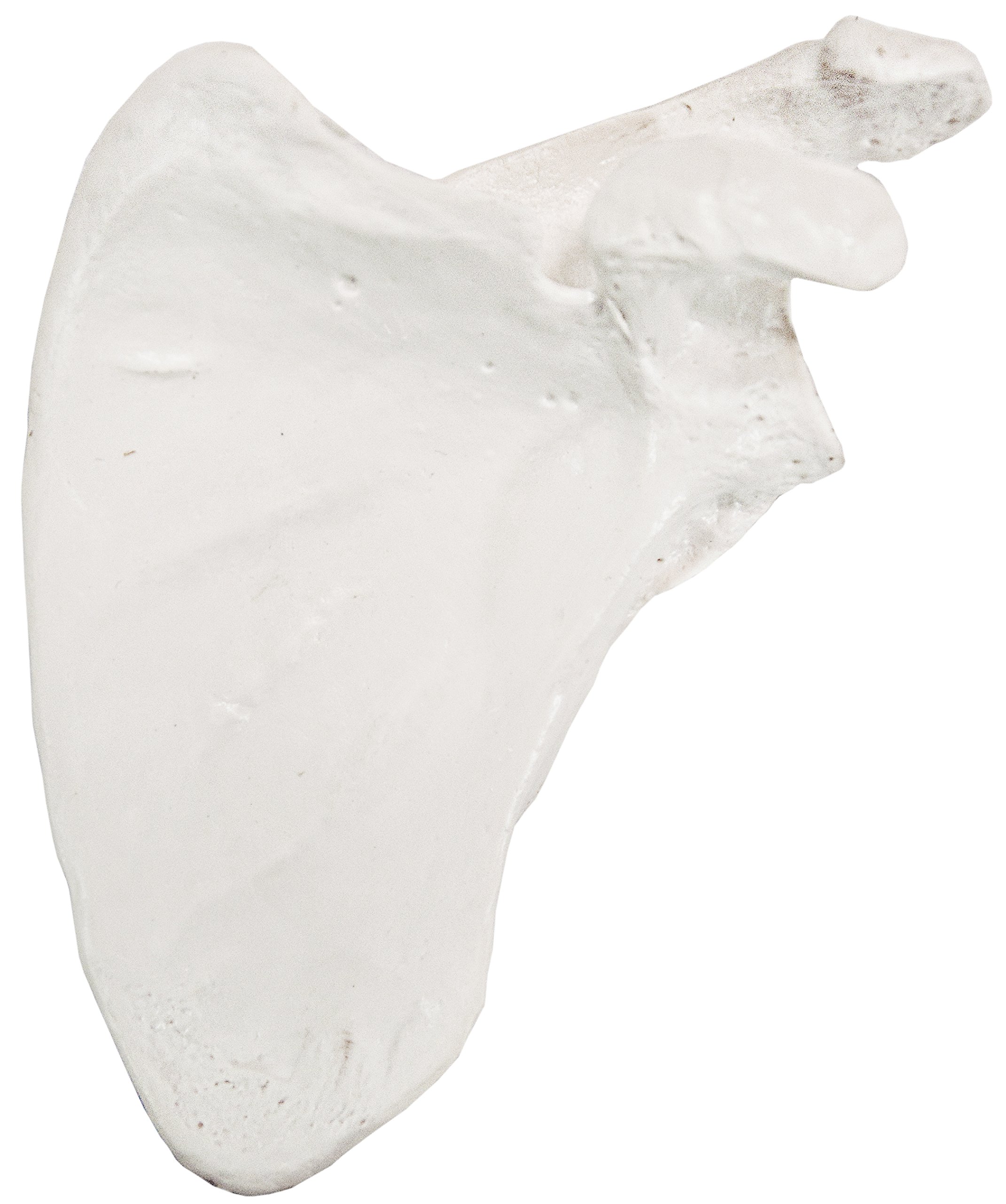 Axis Scientific Shoulder Anatomy Model of Left Scapula Bone Shoulder Blade Model Details