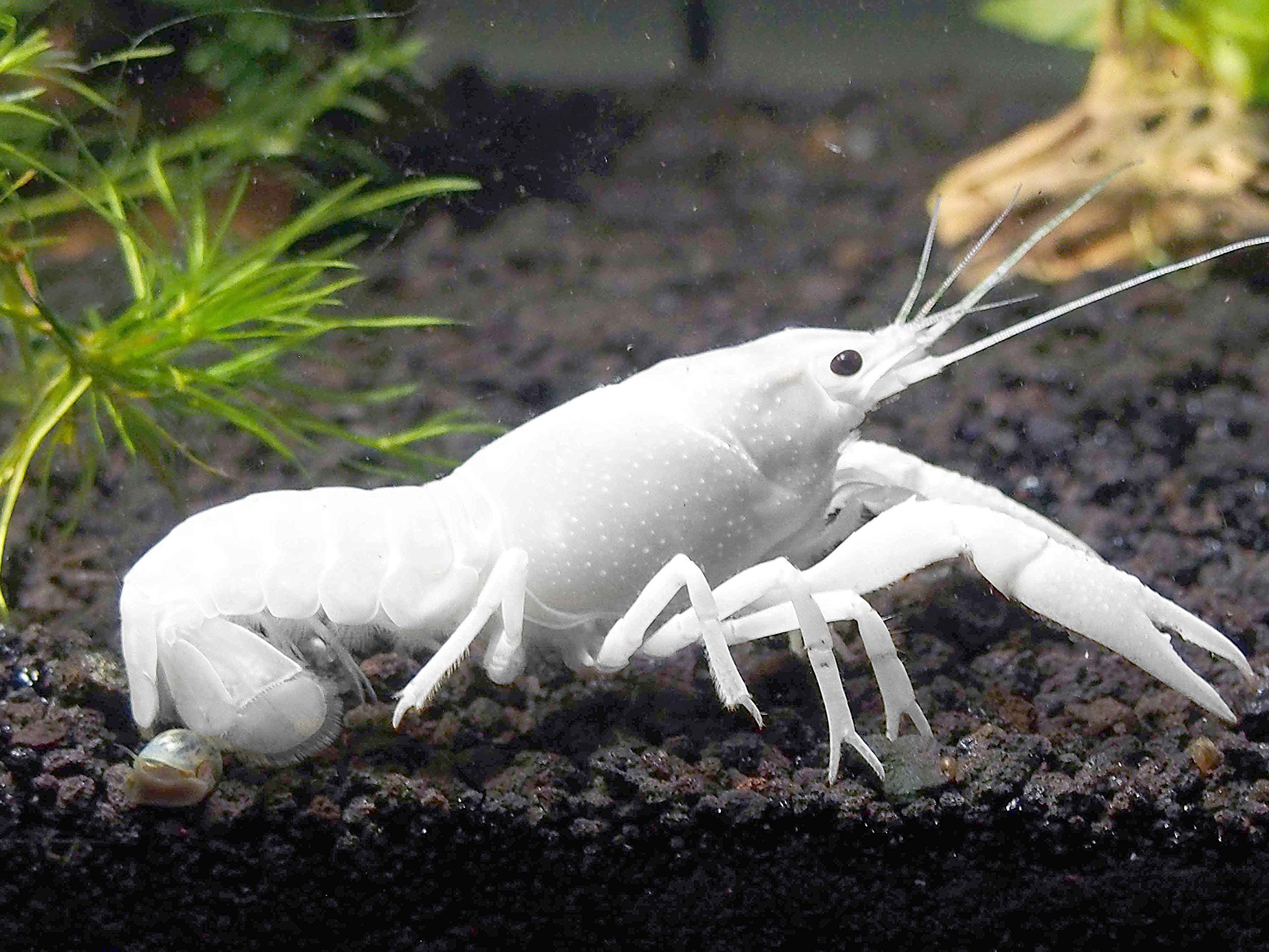 Aquatic Arts 1 Live White Specter Crayfish/Freshwater Lobster (2+ inch