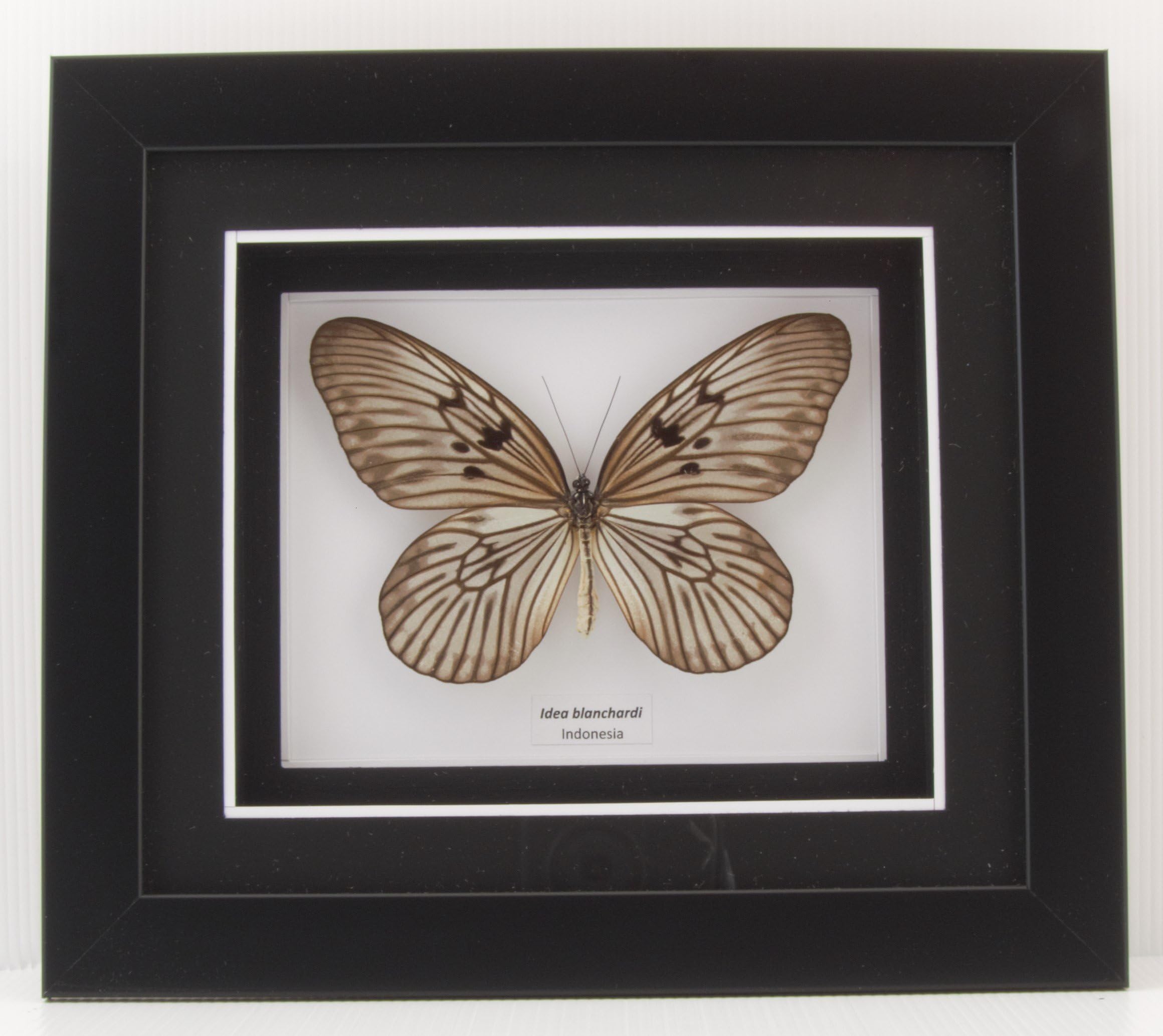 Idea blanchardi (Rice Paper Butterfly) - Valentine Home Decor Wall Decoration Taxidermy Butterfly Mounted in Matted Poly Frame A1