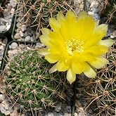 Echinopsis Sierra Grandensis Cacti Cactus Succulent Real Live Plant