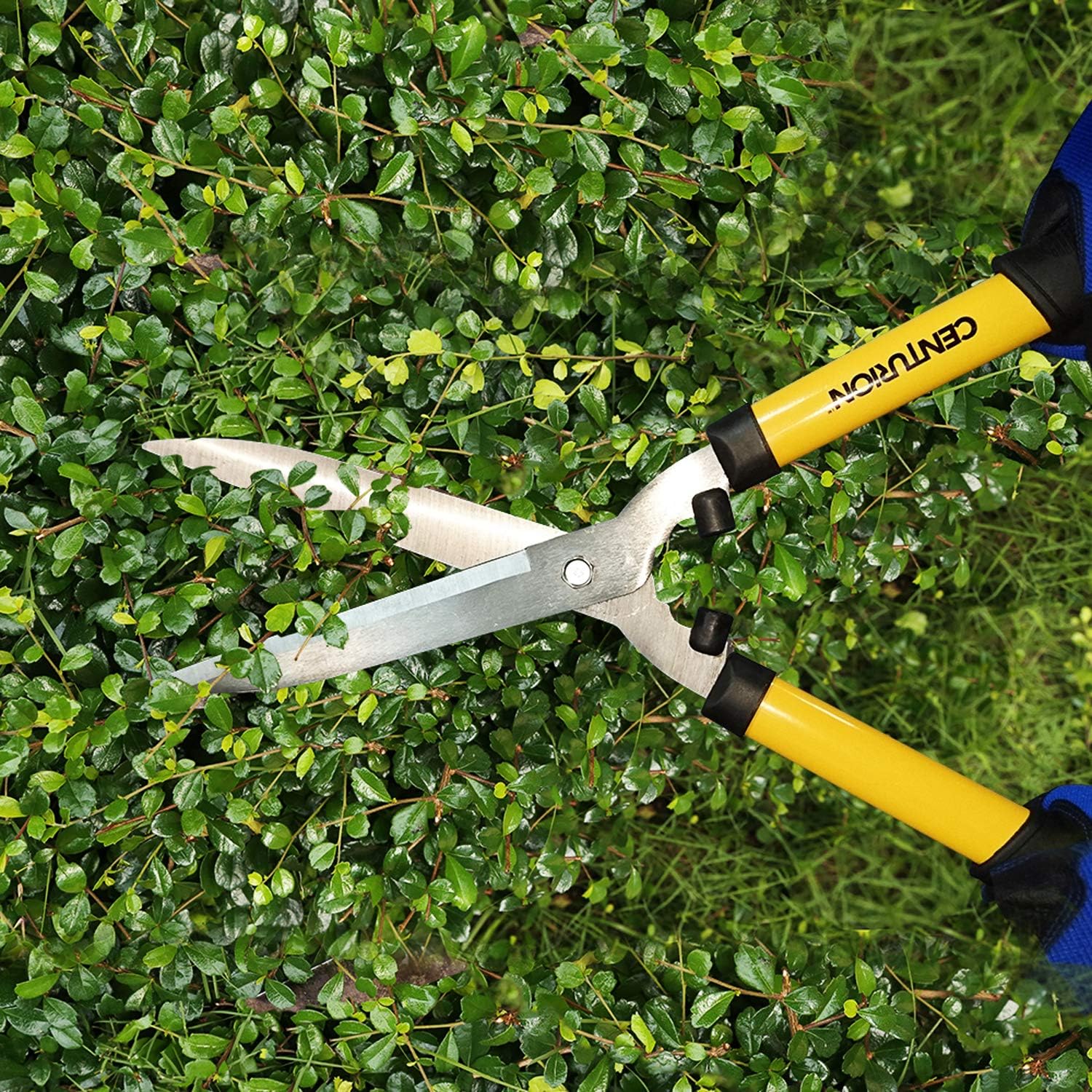 Centurion 511 Hedge Shears 8 Inch : Garden & Outdoor