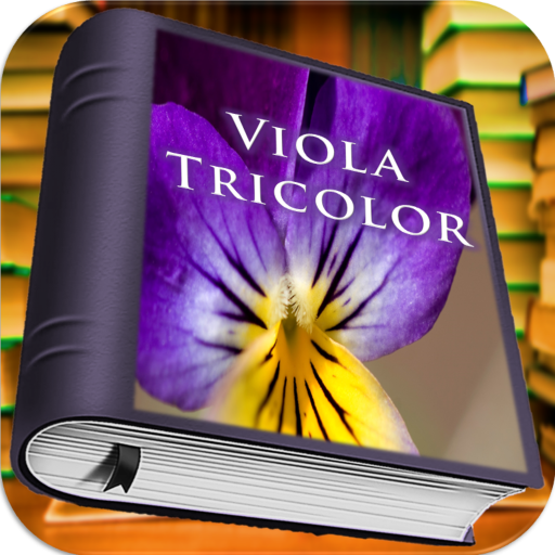 Viola Tricolor - Thumbnail 5