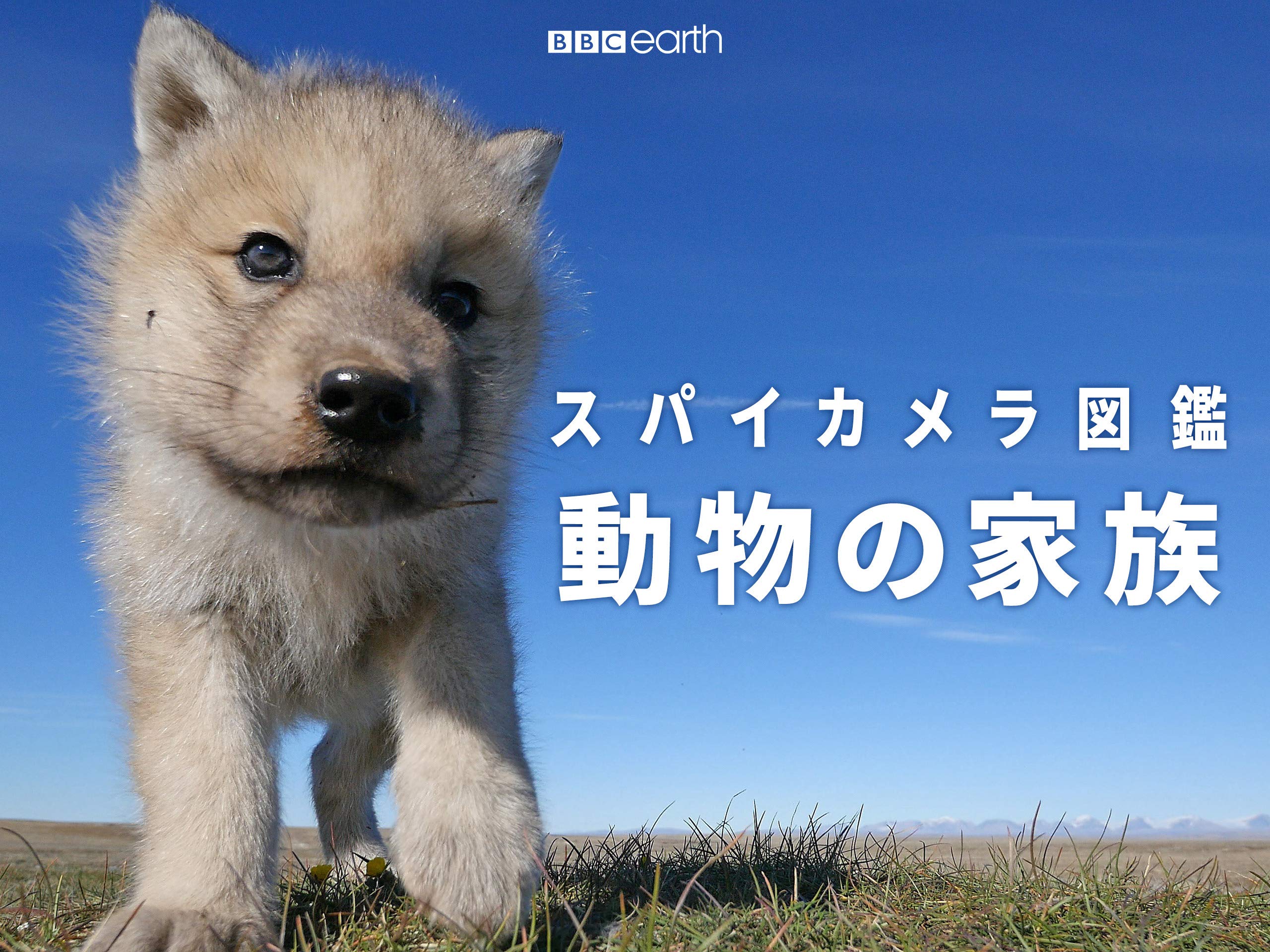 Amazon Co Jp スパイカメラ図鑑 吹替版 を観る Prime Video