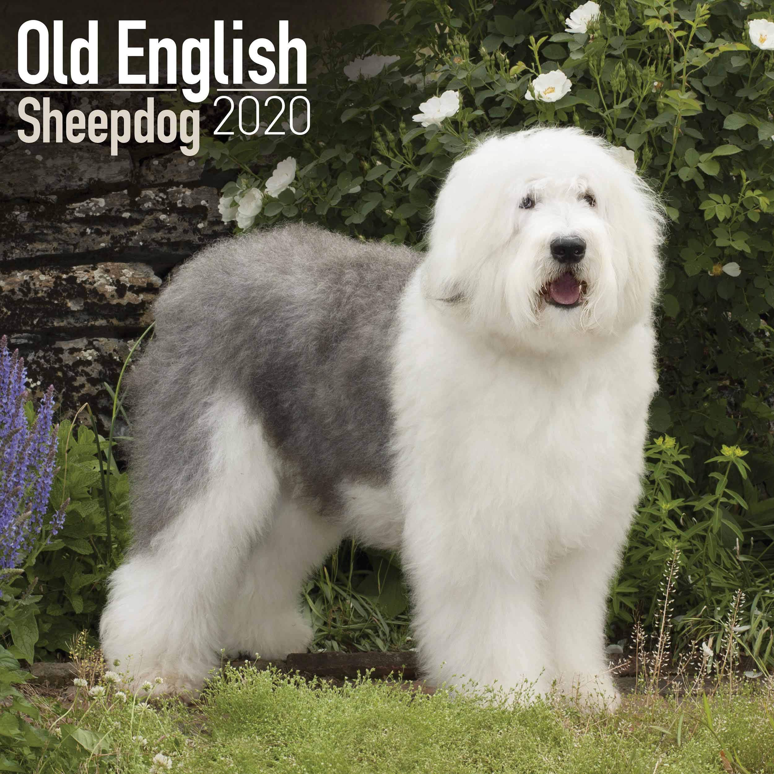 Old English Sheepdog Calendar 2020