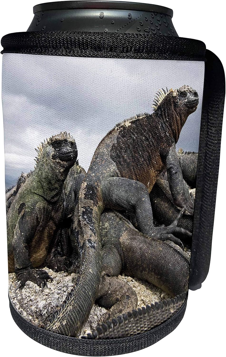 3dRose Danita Delimont - Galapagos Islands - Ecuador, Galapagos Islands, Marine iguana - SA07 MDE0051 - Michael DeFreitas - Can Cooler Bottle Wrap (cc_86219_1)